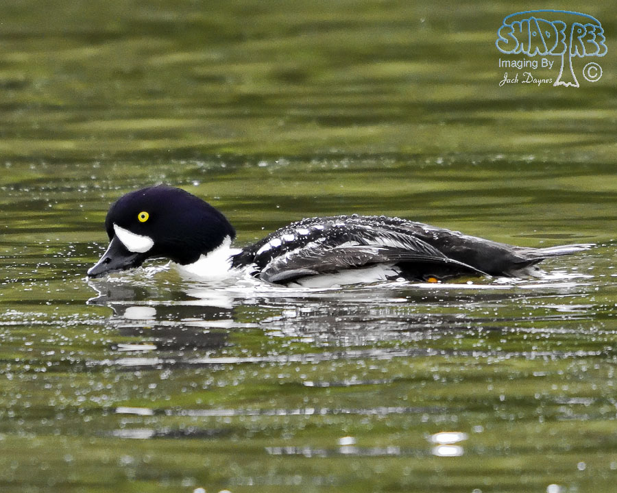 Barrow's Goldeneye - Bucephala islandica