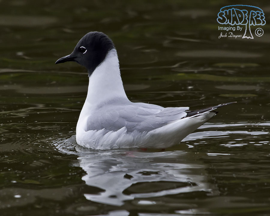 Bonaparte's Gull - LChroicocephalus philadelphia