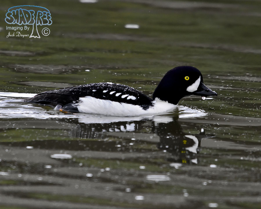 Barrow's Goldeneye - Bucephala islandica