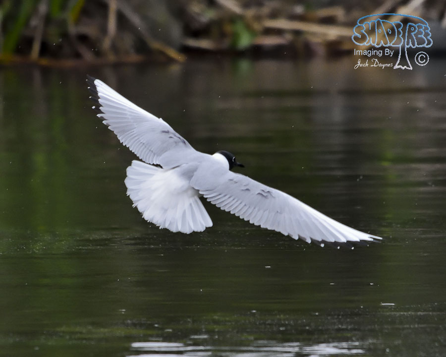 Bonaparte's Gull - Larus philadelphia