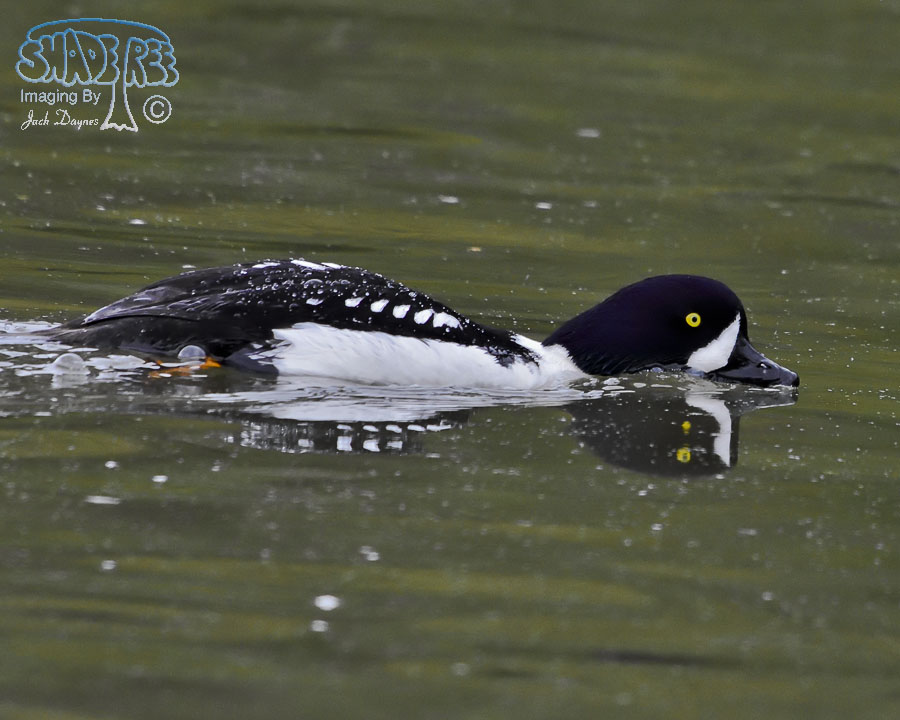 Barrow's Goldeneye - Bucephala islandica