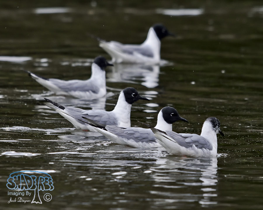 Bonaparte's Gull - Chroicocephalus philadelphia