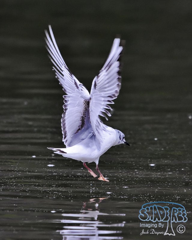 Bonaparte's Gull - Chroicocephalus philadelphia