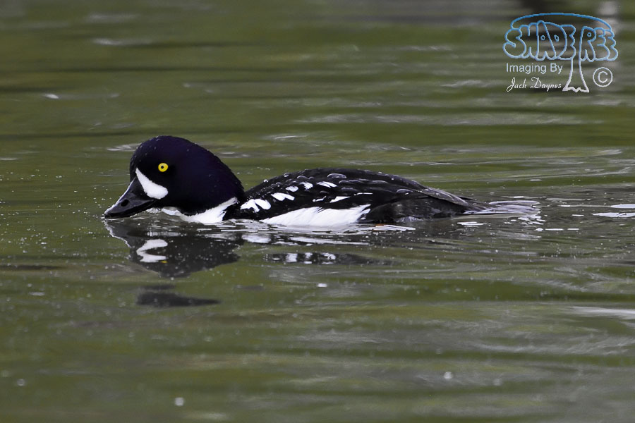 Barrow's Goldeneye - Bucephala islandica