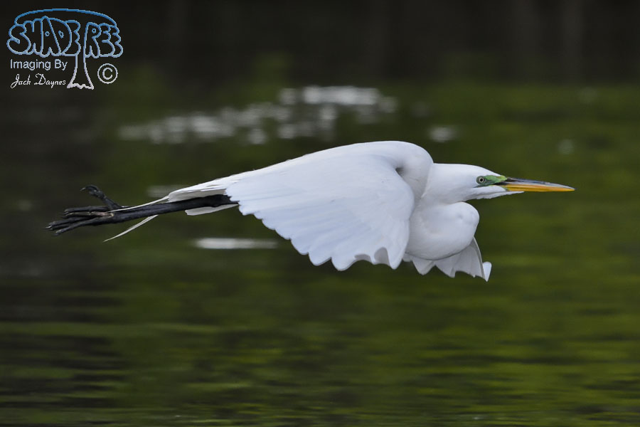 Great Egret - Ardea alba