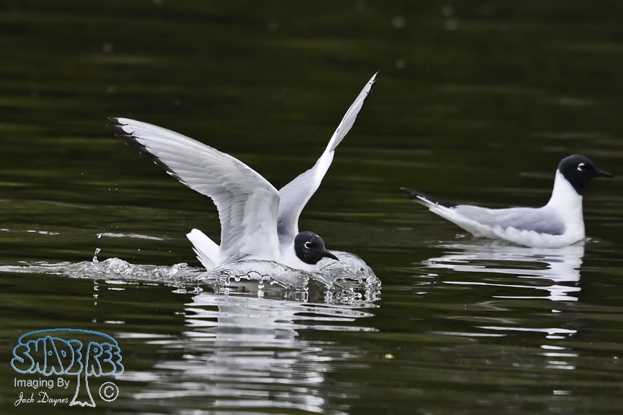 Bonaparte's Gull - Larus philadelphia