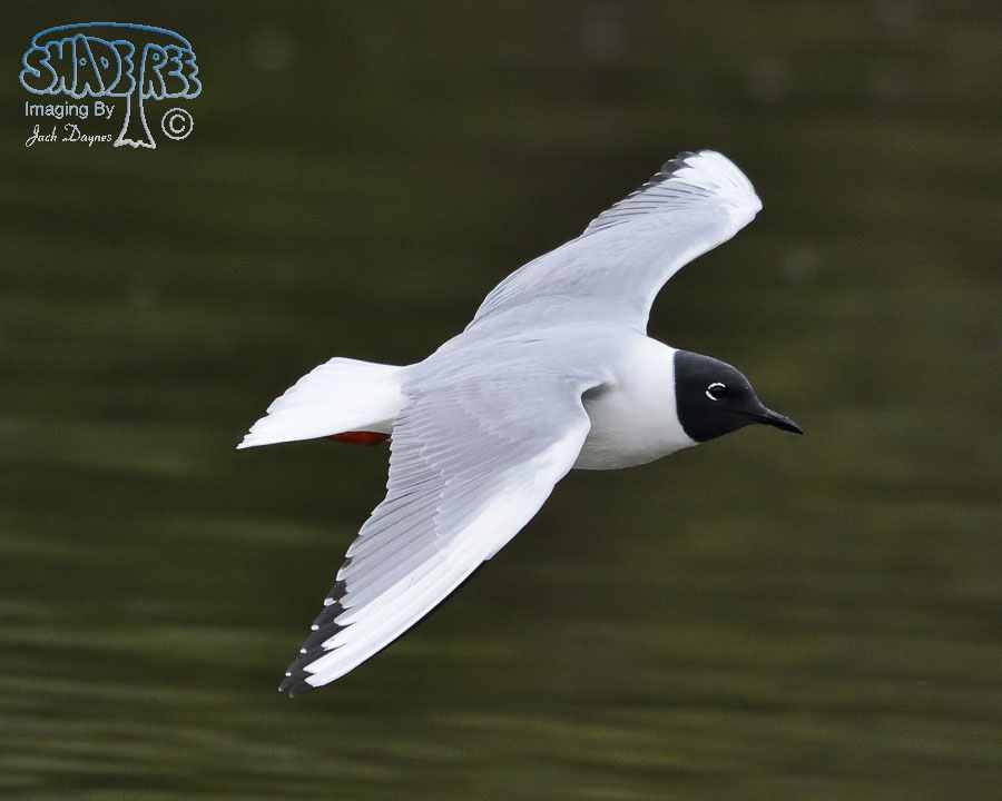 Bonaparte's Gull - Chroicocephalus philadelphia