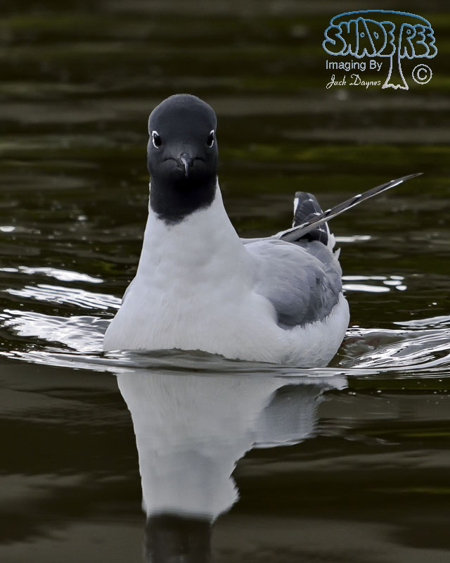 Bonaparte's Gull - Chroicocephalus philadelphia