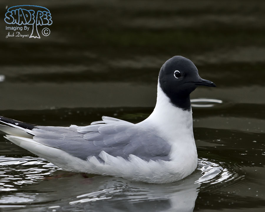 Bonaparte's Gull - Chroicocephalus philadelphia