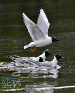 2016-04-24 Klamath Falls Gulls