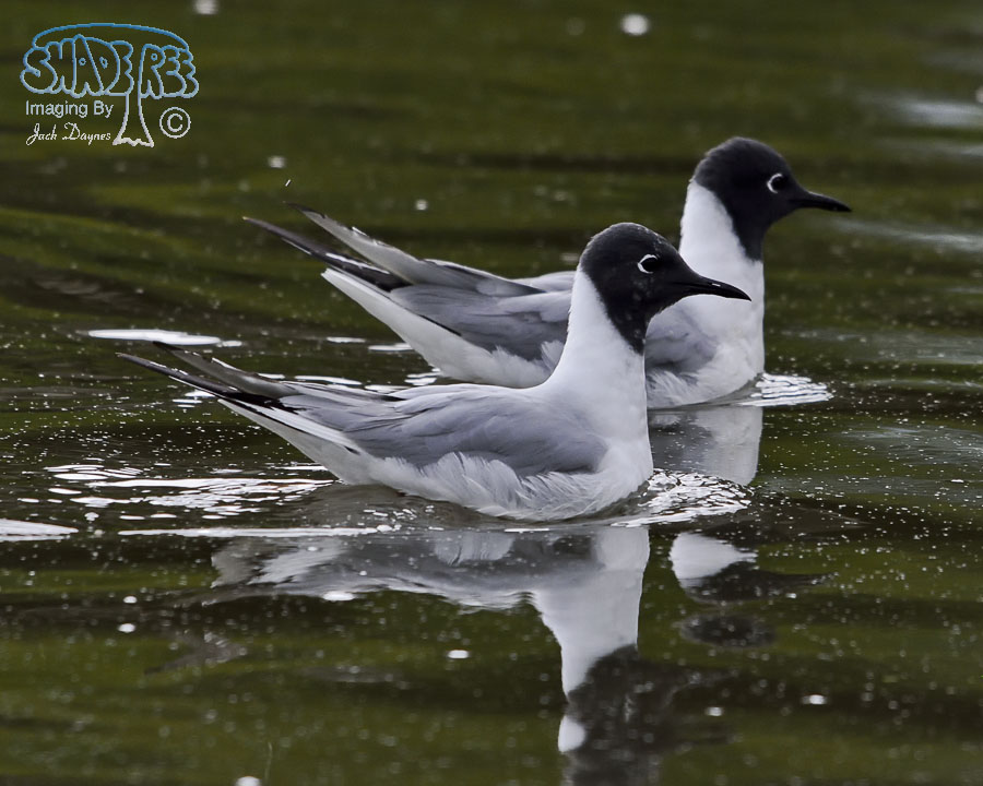 Bonaparte's Gull - Chroicocephalus philadelphia