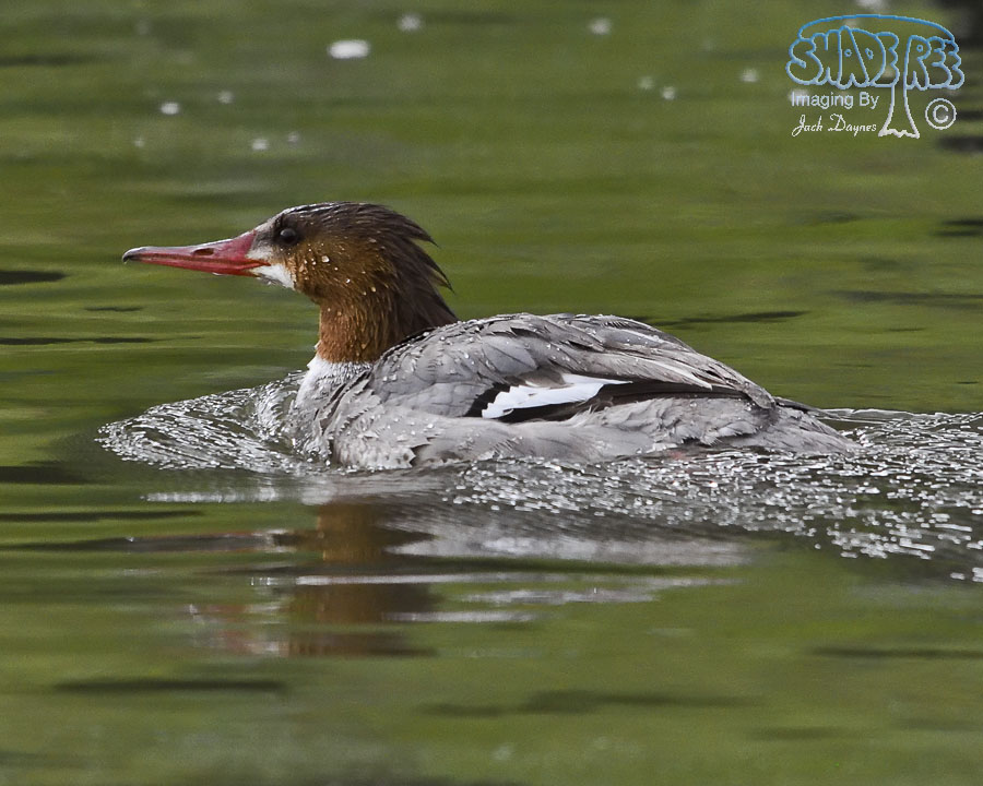 Common Merganser - Mergus merganser