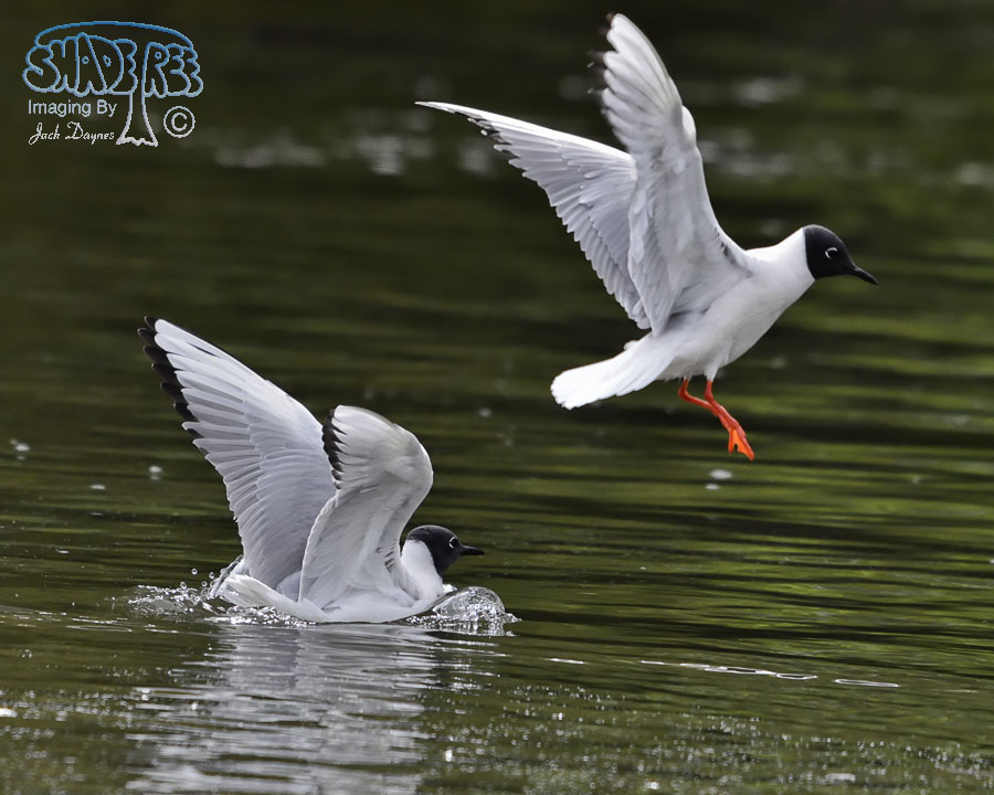 Bonaparte's Gull - Larus philadelphia
