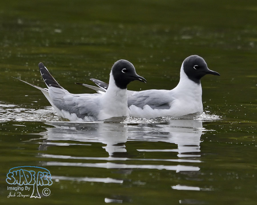 Bonaparte's Gull - Larus philadelphia