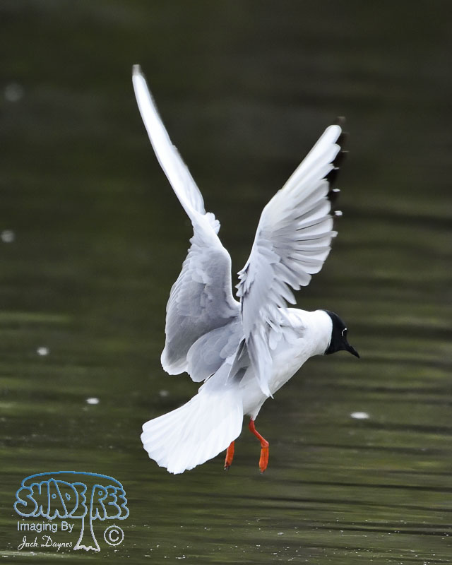 Bonaparte's Gull - Larus philadelphia