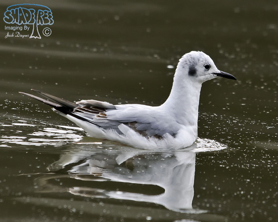 Bonaparte's Gull - Chroicocephalus philadelphia
