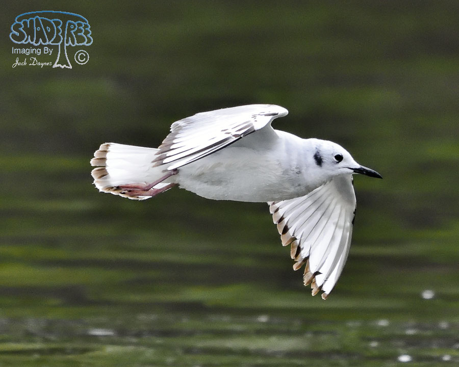 Bonaparte's Gull - Chroicocephalus philadelphia