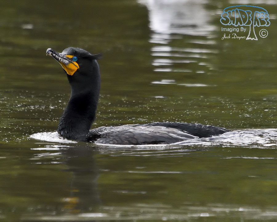 Double-Crested Cormorant - Phalacrocorax auritus