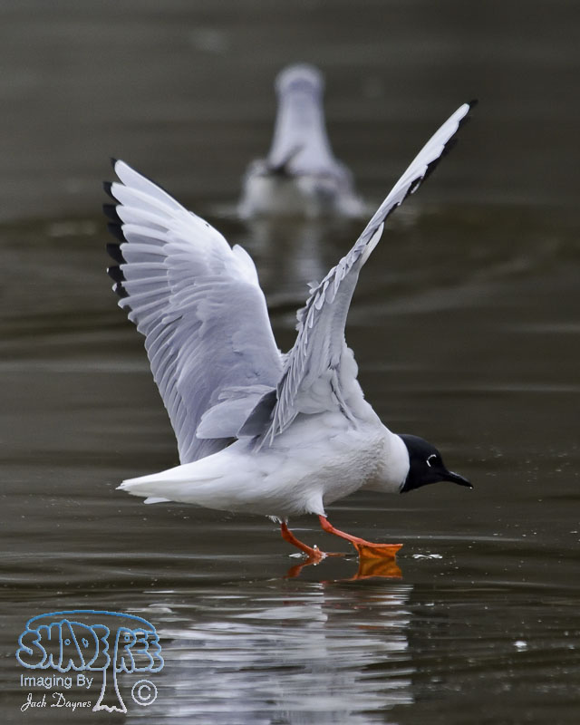 Bonaparte's Gull - Chroicocephalus philadelphia