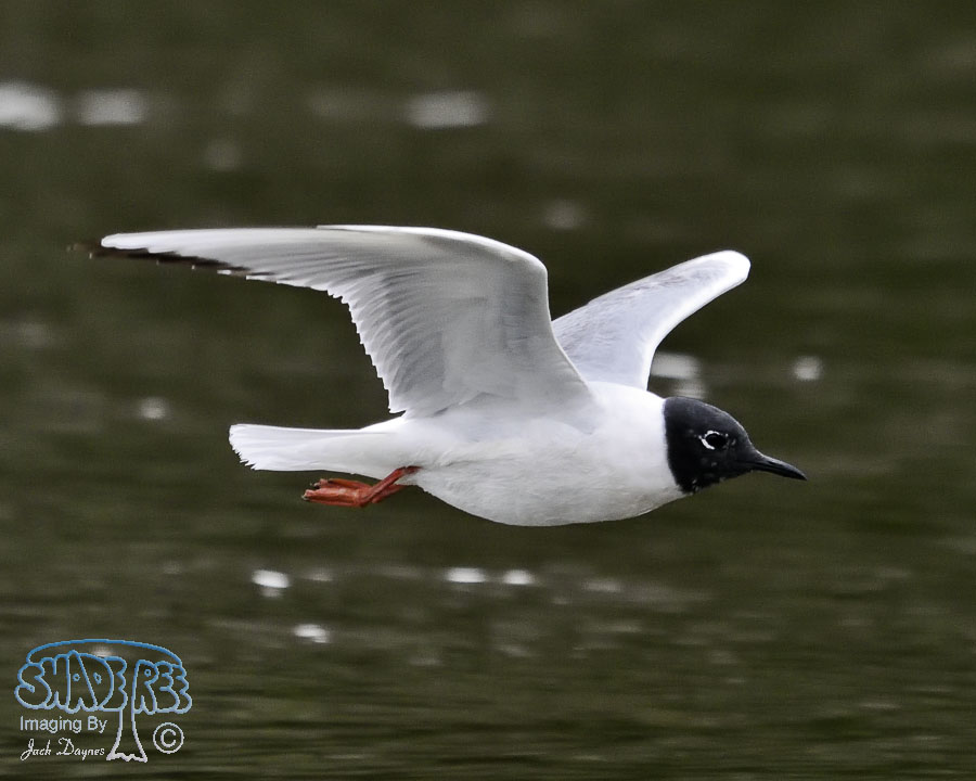 Bonaparte's Gull - Chroicocephalus philadelphia