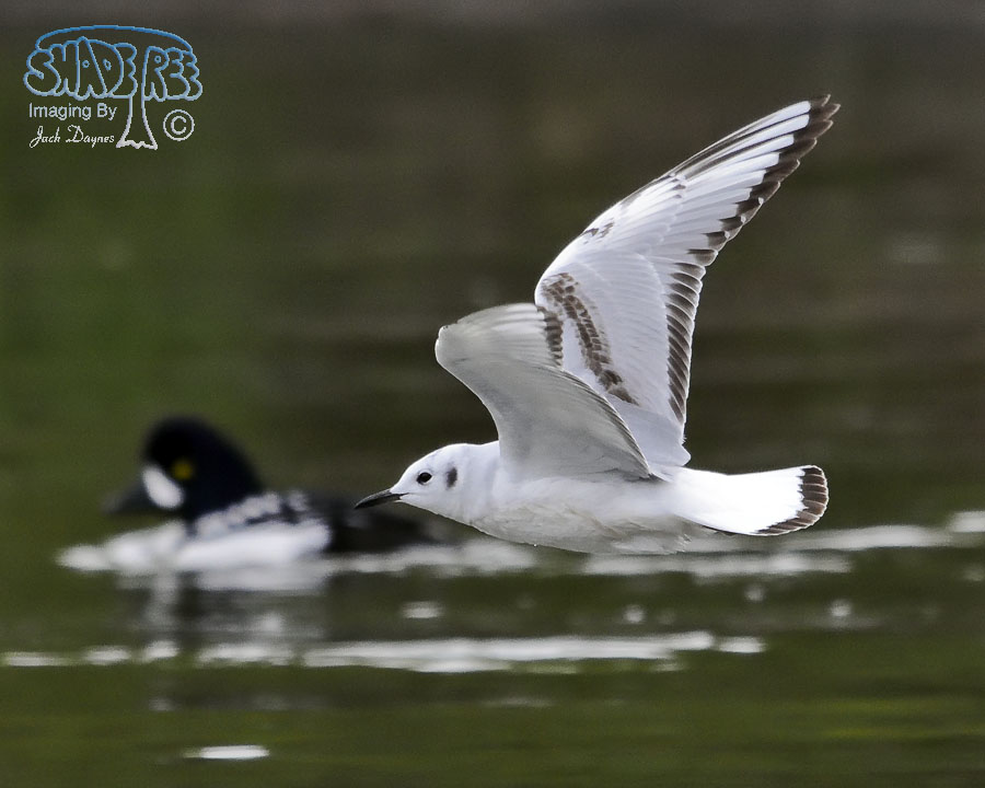 Bonaparte's Gull - Larus philadelphia
