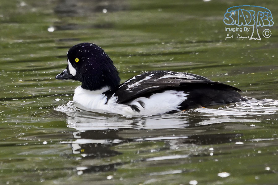 Barrow's Goldeneye - Bucephala islandica