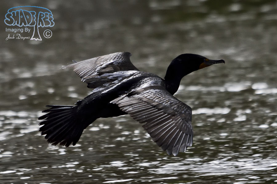 Double-Crested Cormorant - Phalacrocorax auritus