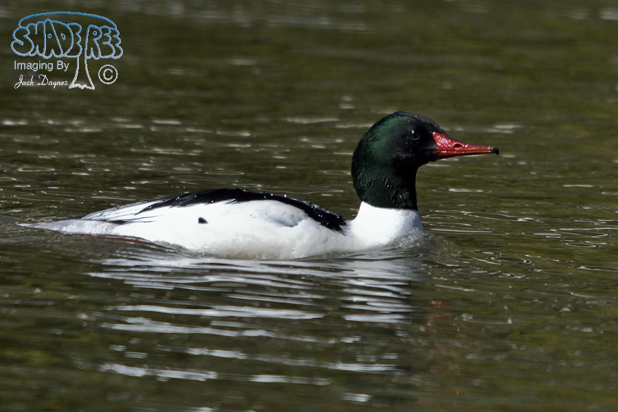 Common Merganser - Mergus merganser