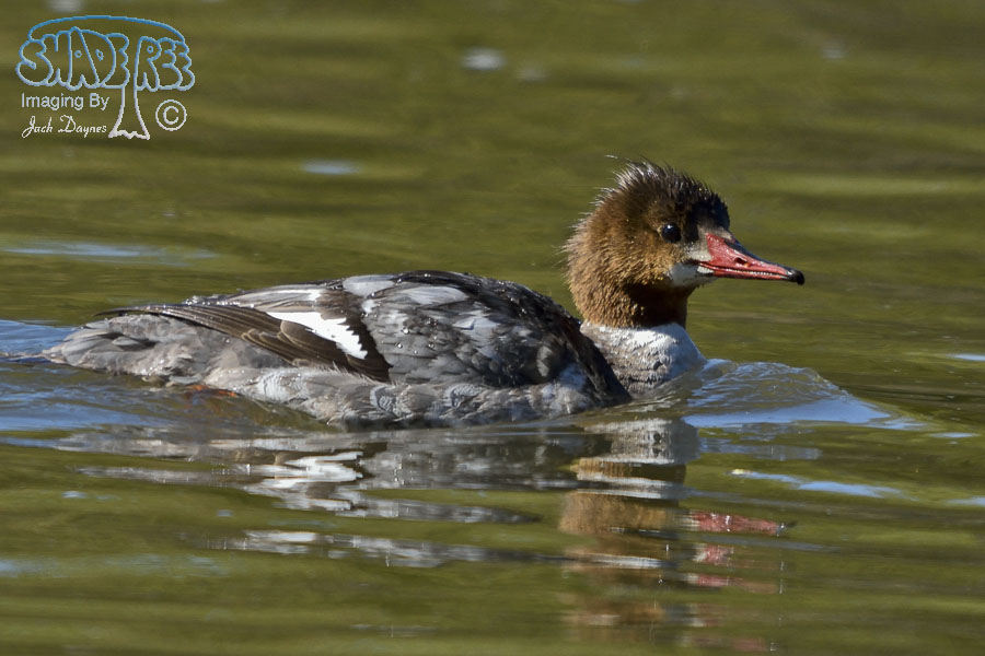 Common Merganser - Mergus merganser