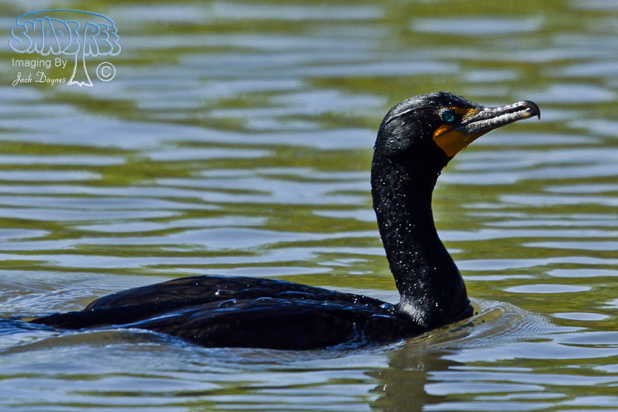Double-Crested Cormorant - Phalacrocorax auritus
