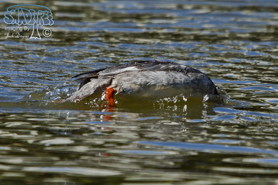 Common Merganser - Mergus merganser