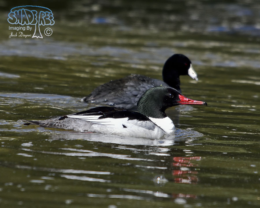 Common Merganser - Mergus merganser