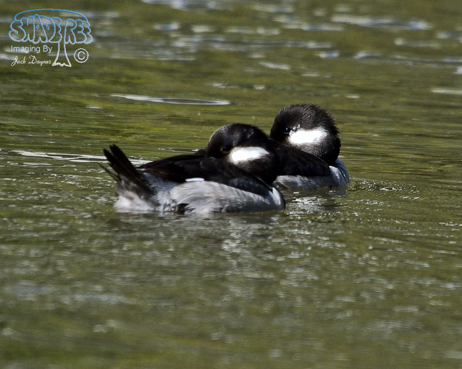 Bufflehead - Bucephala albeola