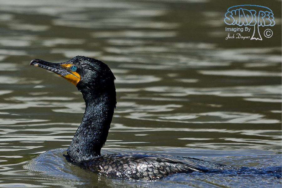 Double-Crested Cormorant - Phalacrocorax auritus