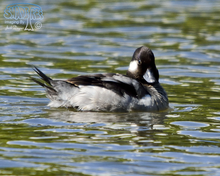 Bufflehead - Bucephala albeola