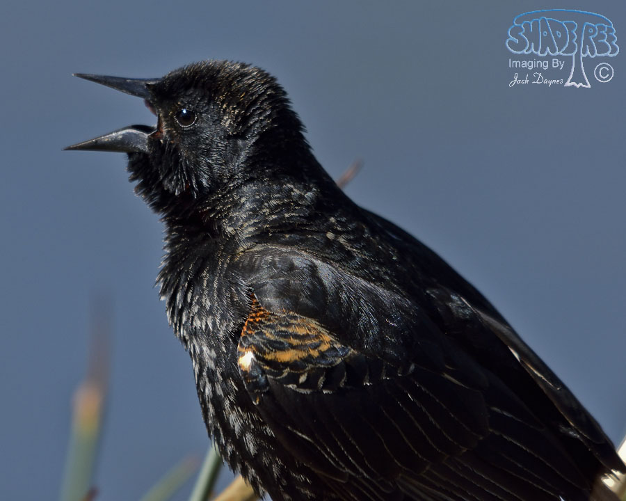 Red-Winged Blackbird - Agelaius phoeniceus