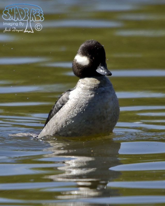 Bufflehead - Bucephala albeola