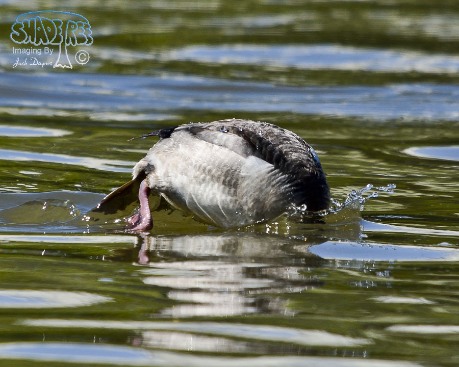 Bufflehead - Bucephala albeola