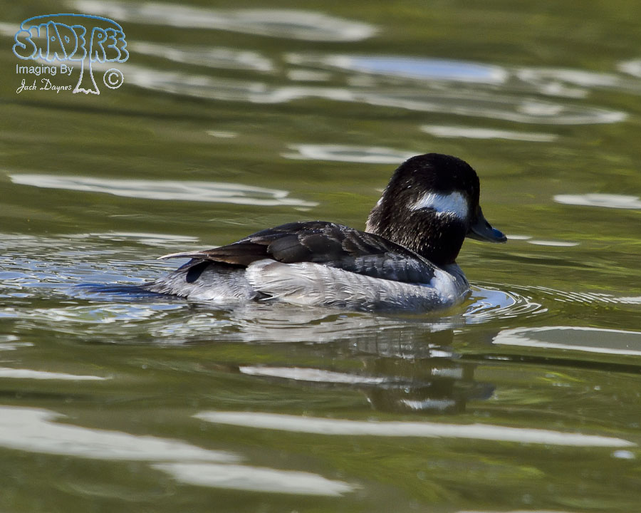 Bufflehead - Bucephala albeola