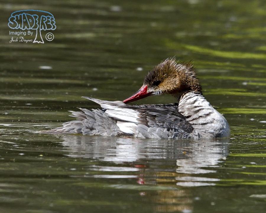 Common Merganser - Mergus merganser