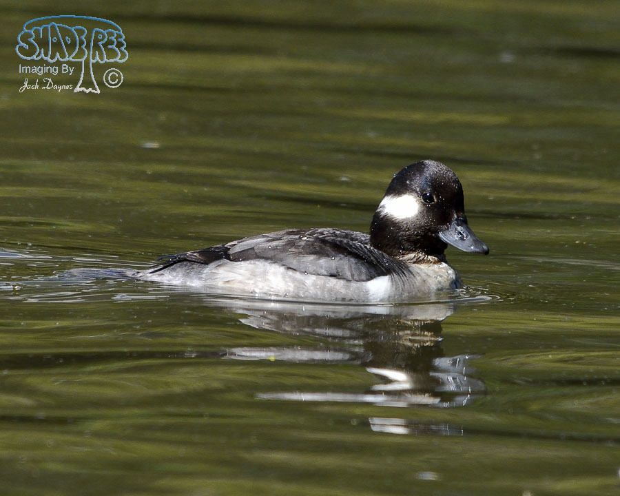 Bufflehead - Bucephala albeola