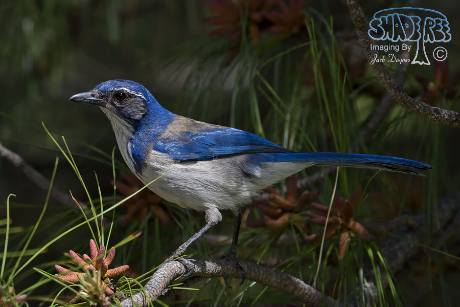 California Scrub-Jay - Aphelocoma californica