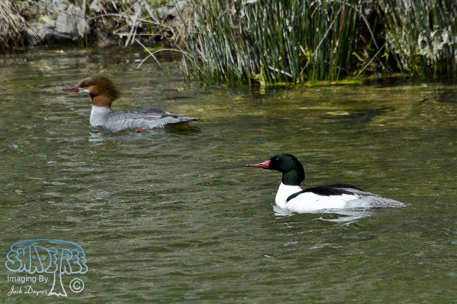Common Merganser - Mergus merganser