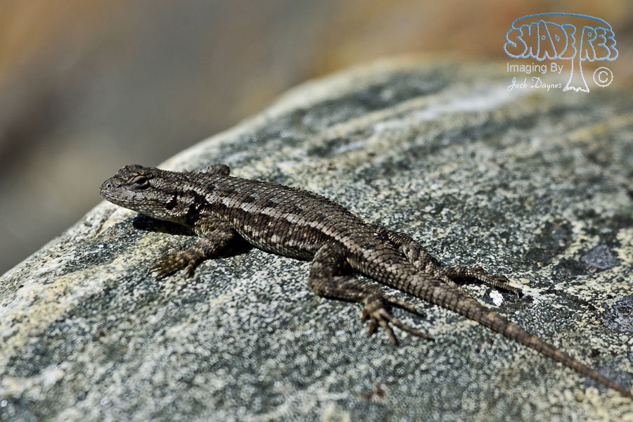 Western Fence Lizard - Sceloporus occidentalis