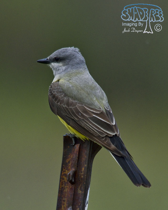 Western Kingbird - Tyrannus verticalis