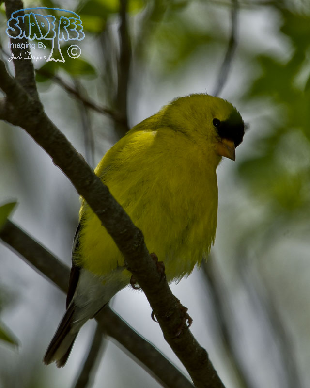 American Goldfinch - Spinus tristis