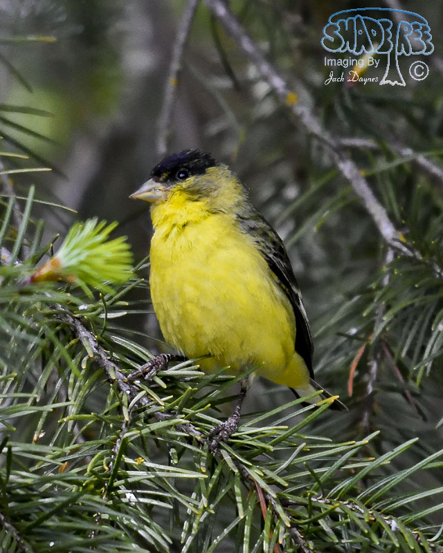 Lesser Goldfinch - Spinus psaltria