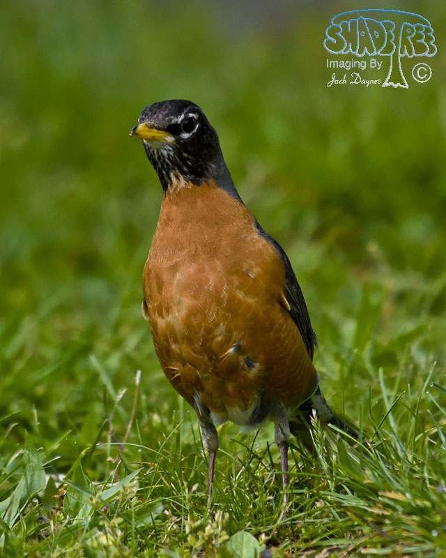 American Robin - Turdus migratorius
