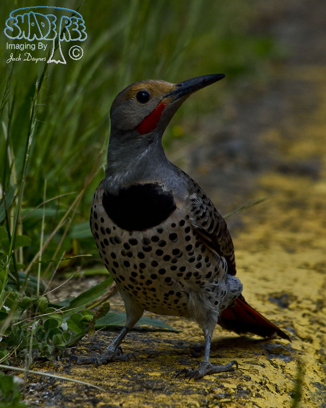 Northern Flicker - Colaptes auratus