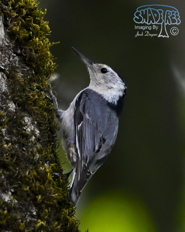 White-Breasted Nuthatch - Sitta carolinensis